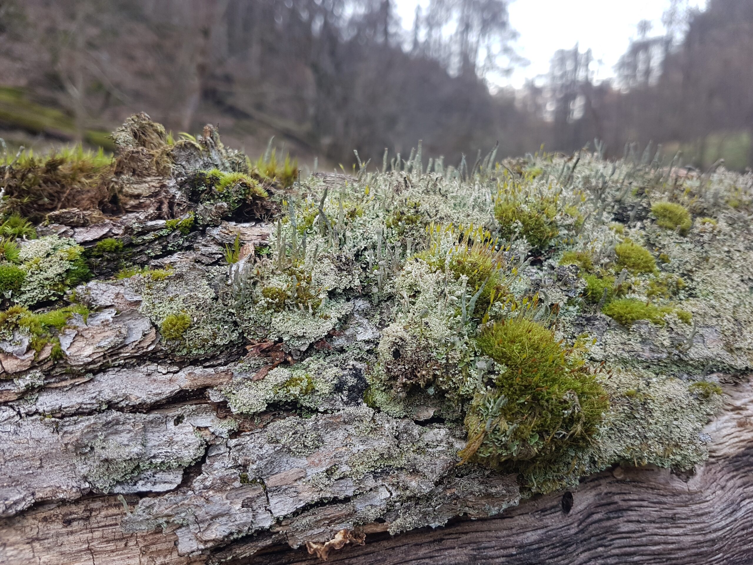 Erdenkörper Podcast – Lobgesang an den Holunder