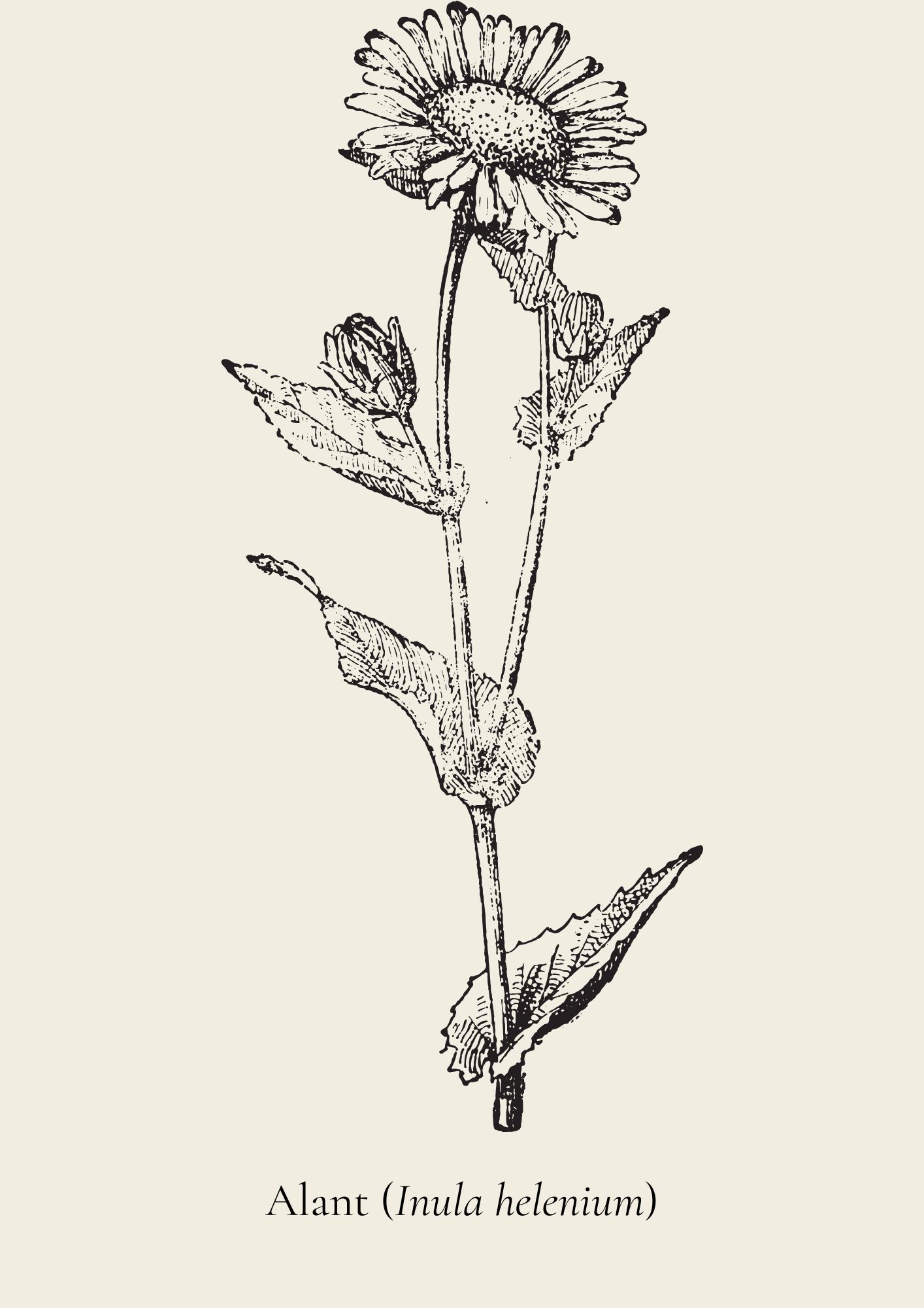 Zeichnung einer Alantblüte