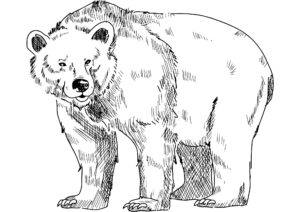 Zeichnung eines Bären