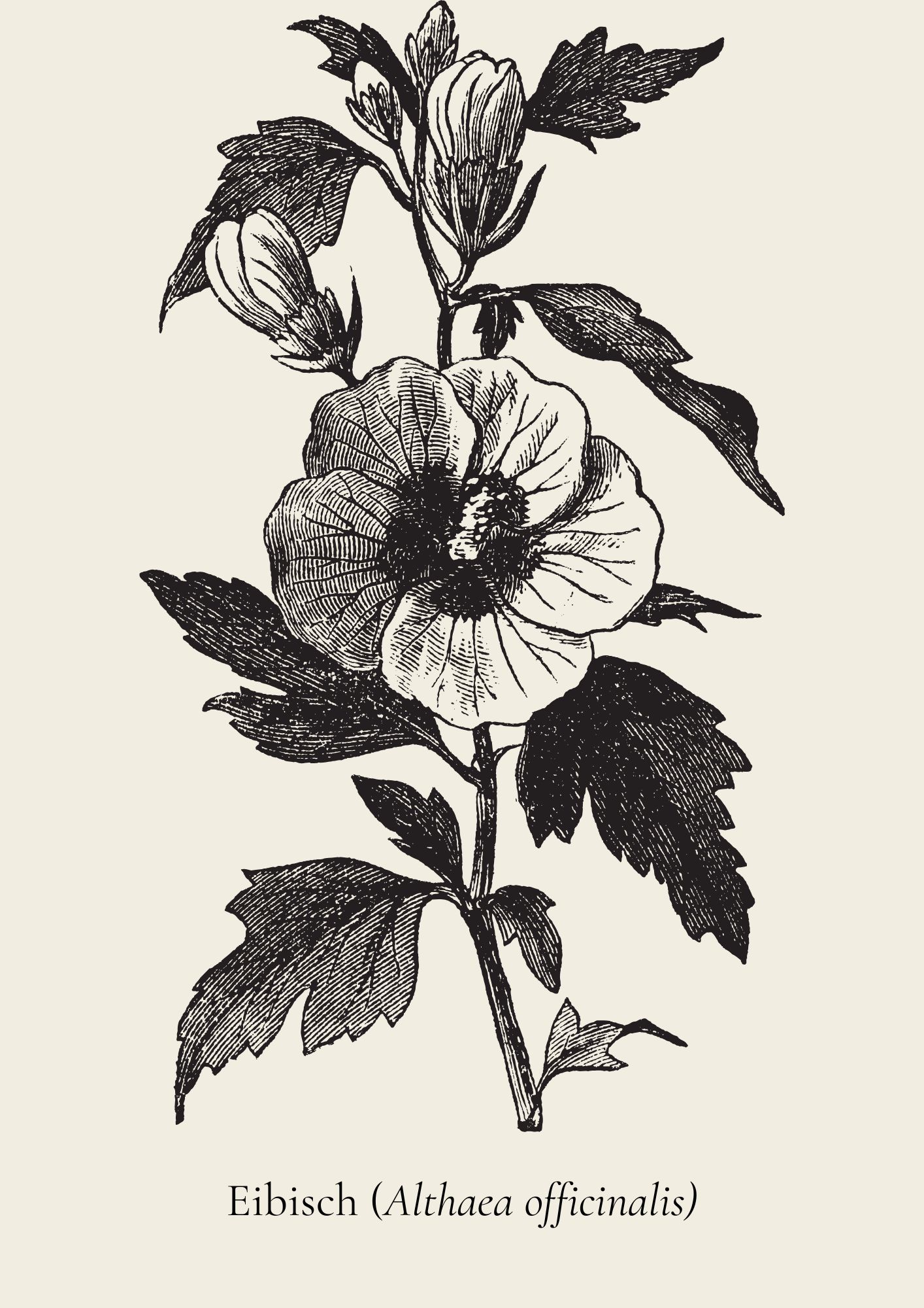 Zeichnung von Eibisch mit Blüten und Blättern