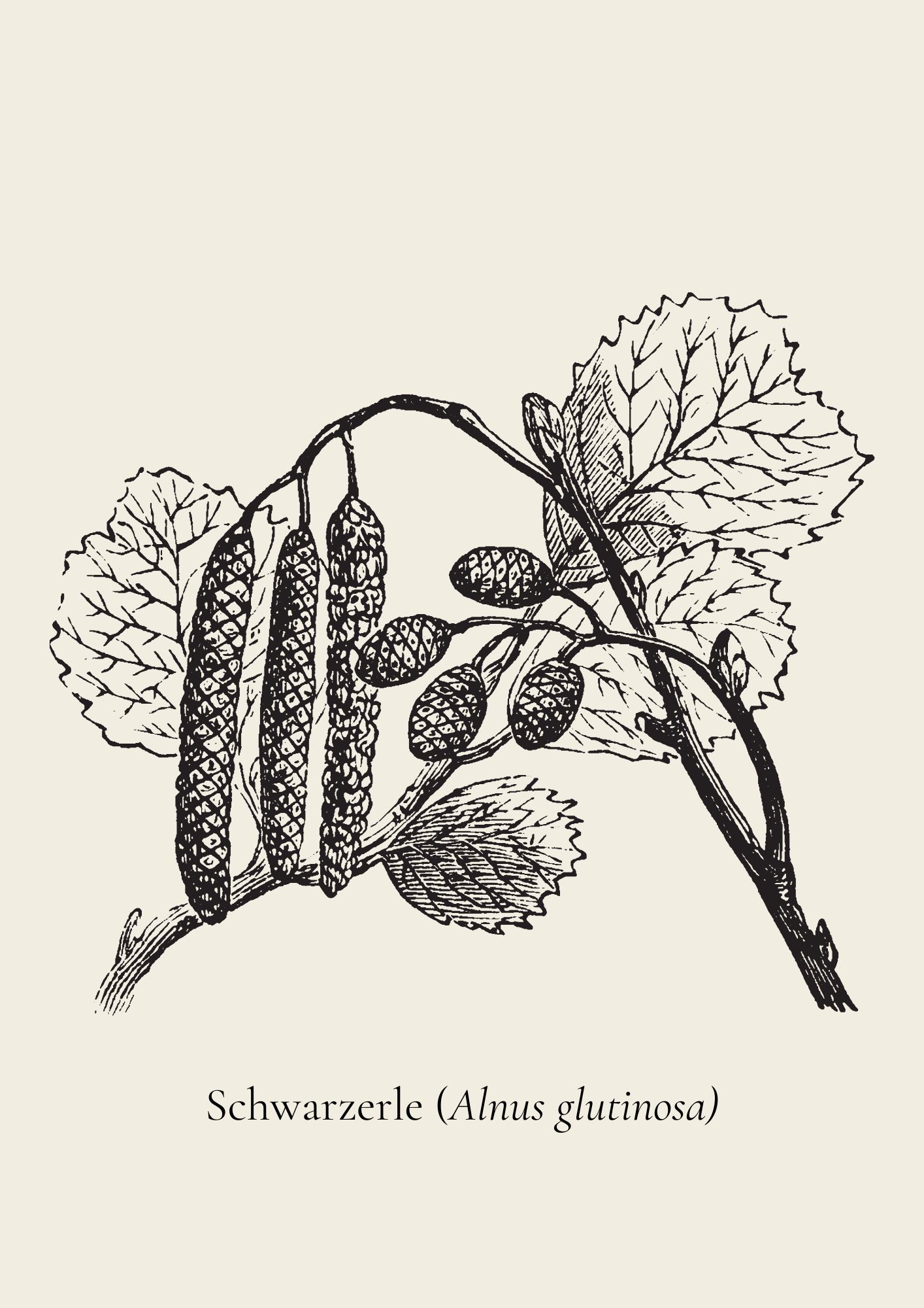 Zeichung eines Zweigs einer Schwarzerle mit Blättern und Zapfen