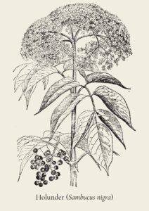 Zeichnung eines Holunderzweigs mit Blüten, Blätter und Beeren